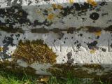 image of grave number 312543